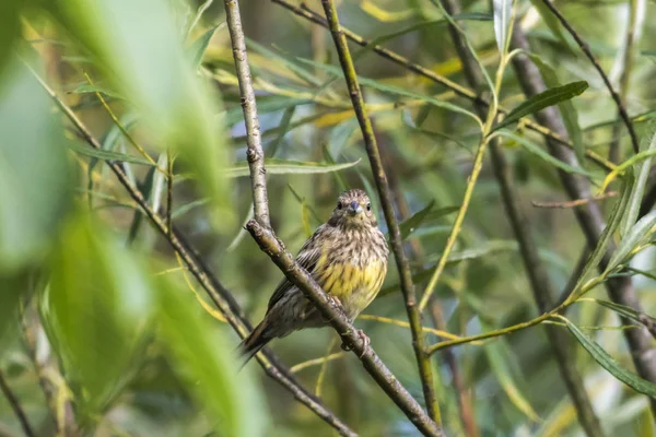 Śpiew Yellowhammer Ptak Wprzyrodzie — Zdjęcie stockowe