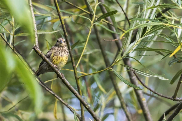 Plan Pittoresque Oiseau Dans Scène Extérieure — Photo