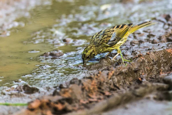 Śpiew Yellowhammer Ptak Wprzyrodzie — Zdjęcie stockowe