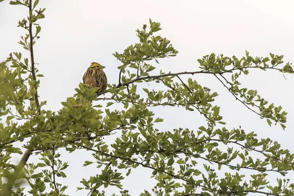 Chantant Yellowhammer Oiseau Dans Nature — Photo
