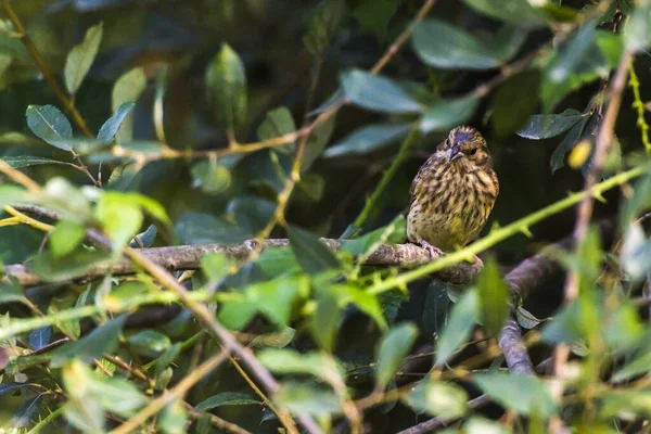 Doğada Öten Sarı Tokmak Kuşu — Stok fotoğraf