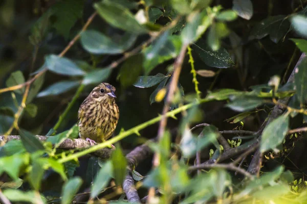 Doğada Öten Sarı Tokmak Kuşu — Stok fotoğraf
