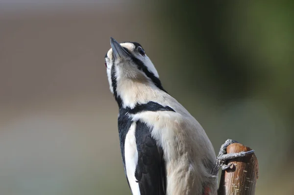 Colored Woodpecker Foraging — kuvapankkivalokuva
