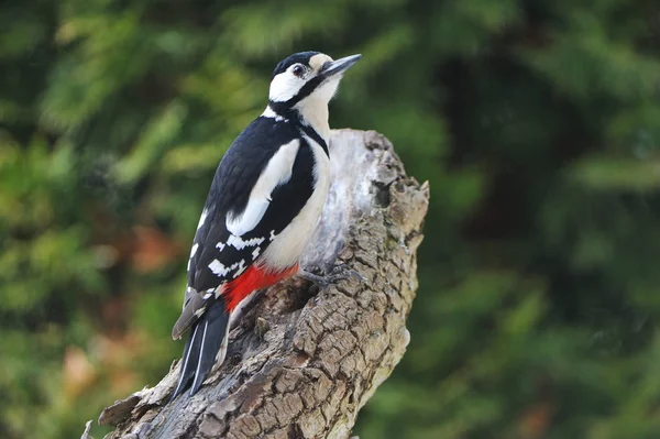 Buntspecht Bei Der Nahrungssuche — Stockfoto