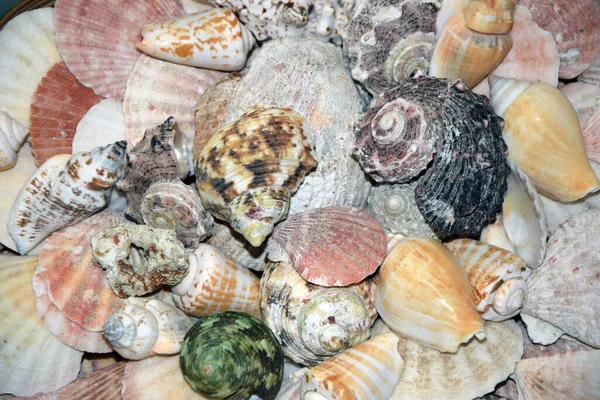 sea \u200b\u200bshell,shells,snail,snail,snail shell,snail shell,sea snail,sea snail,silver,golden,gray,mollusk,souvenir