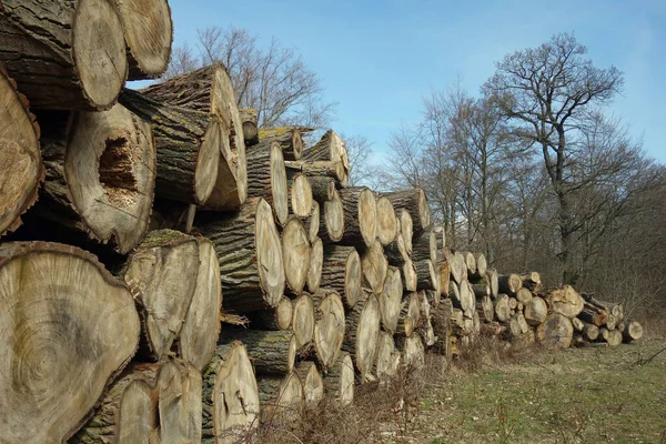 Dřevo Podpal Kmeny Stromů — Stock fotografie