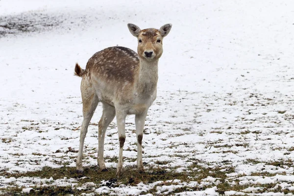 Pretty Young Female Fallow Deer Stands Snow Meadow — Stock Photo, Image