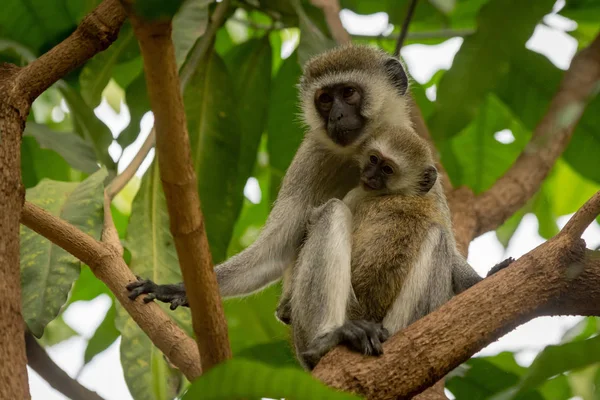 Macaco Vervet Bebê Mãe Ramo — Fotografia de Stock