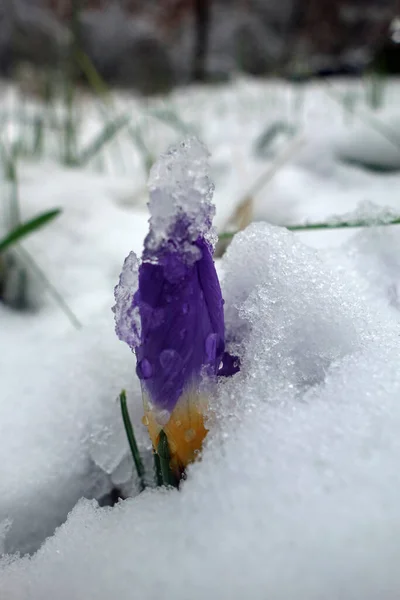 Krokus Květiny Jarní Flóra — Stock fotografie