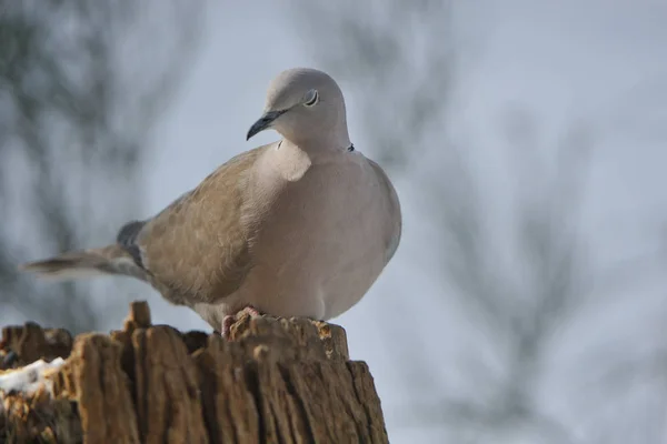 Turkish Dove Foraging — Stock Photo, Image