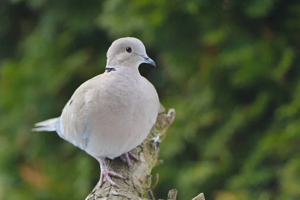 Colombe Turque Pendant Quête Nourriture — Photo