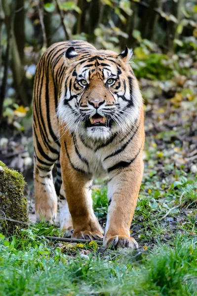 Sibirisk Tiger Jagdt — Stockfoto