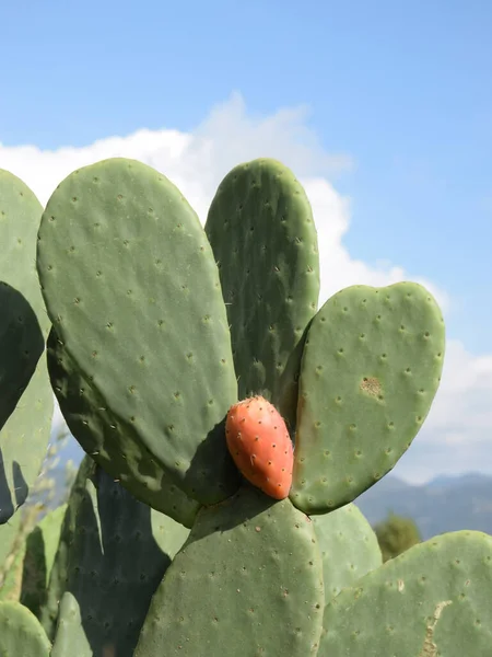 prickly pear,prickly pear,fruit,fruit,fruits,opuntia ficus-indica,opuntia,opuntia,opuntia,bajtra,cactus,cactus,cactus,cactaceae,edible