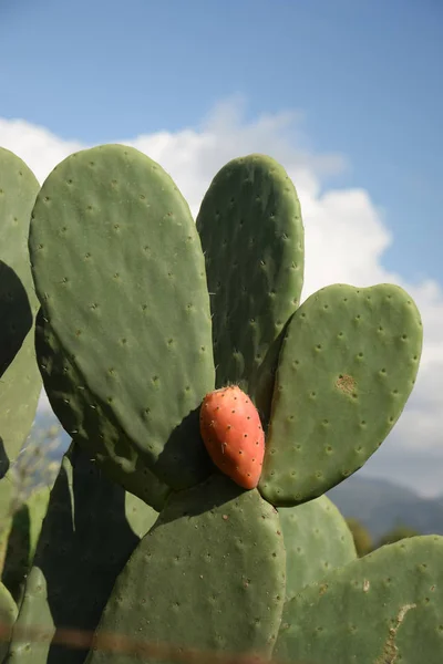 Taggiga Päron Taggiga Päron Frukt Frukt Frukter Opuntia Ficus Indica — Stockfoto