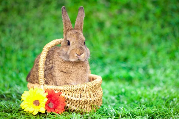 Easter Eggs Little Bunny Royalty Free Stock Photos