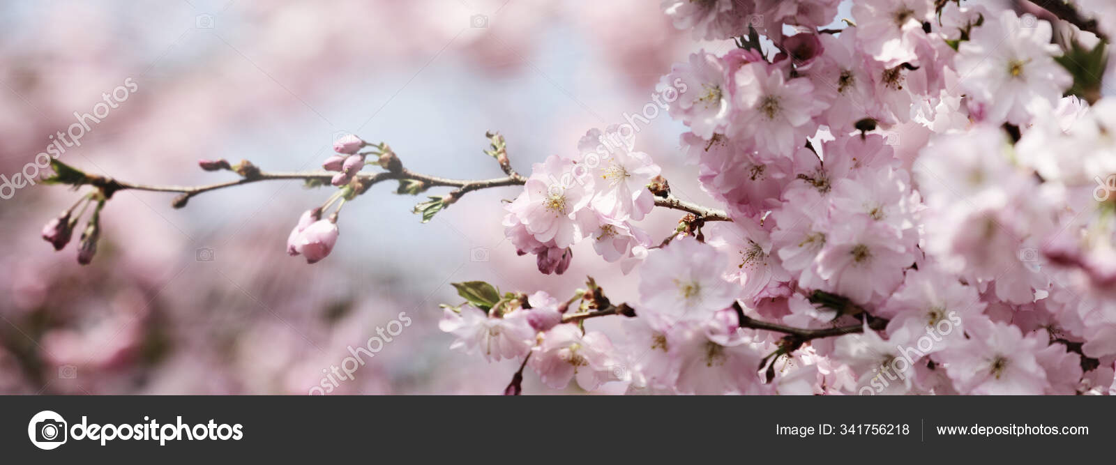 青い空の前にピンク色の梅の木があります 旗や花木春自然 ストック写真 C Panthermediaseller