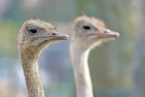 Zwei Afrikanische Strauße Struthio Camelus Portrait — Stockfoto