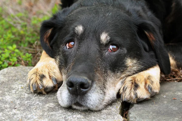 Güzel Köpek Yavrusu Manzarası — Stok fotoğraf