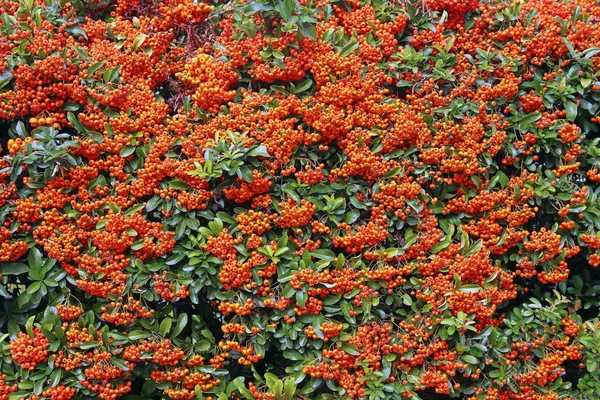 Las Bayas Rojas Fuego Pyracantha Espina — Foto de Stock