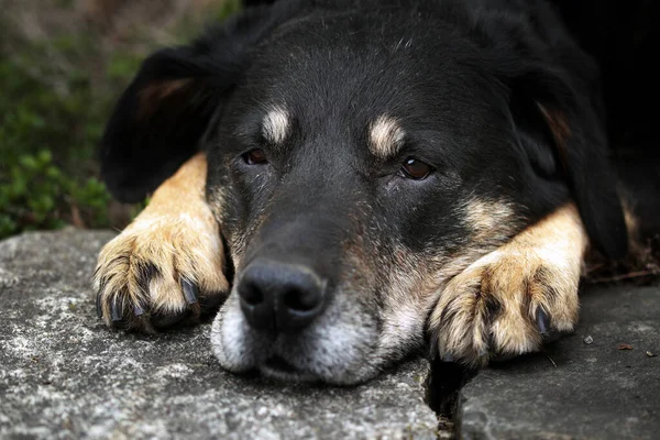 Güzel Köpek Yavrusu Manzarası — Stok fotoğraf