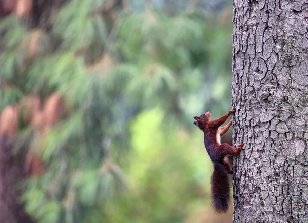 Wiewiórka Sciurus Vulgaris Wspina Się Pnia Drzewa — Zdjęcie stockowe