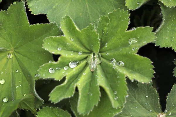 Vicino Della Pianta Del Giardino — Foto Stock