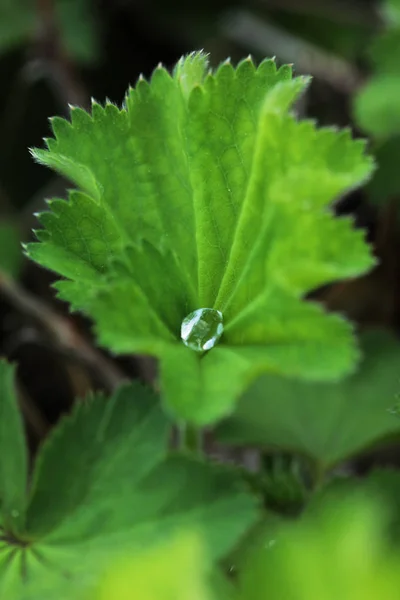 Dicht Der Gartenpflanze — Stockfoto