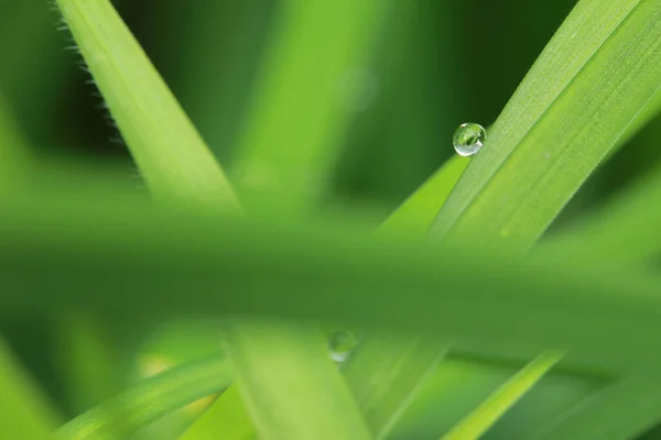 Close Garden Plant — Stock Photo, Image