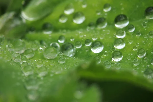 Dicht Der Gartenpflanze — Stockfoto