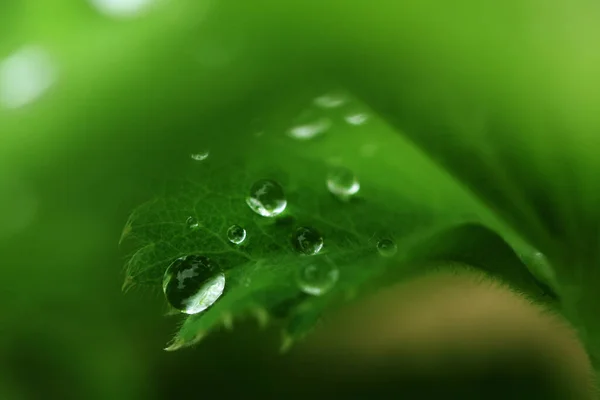 Perto Planta Jardim — Fotografia de Stock