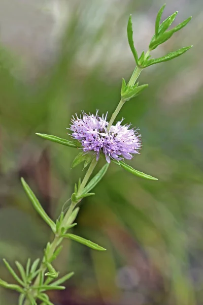 American Watermint Mentha Cervina — Stock Photo, Image