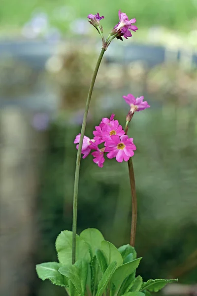 Goudsbloem Primrose Moeras Primrose Moeras Primula Rosea — Stockfoto