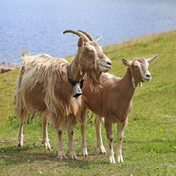 Kozy Horské Pastvině Horském Jezeře Jižním Tyrolsku — Stock fotografie