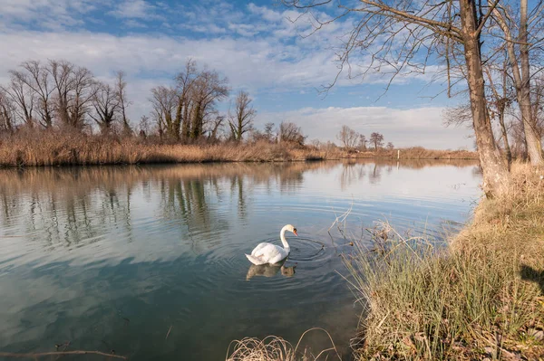 Naturszene See Mit Schwanenschwimmen Albri Und Schilfgestrüpp — Stockfoto