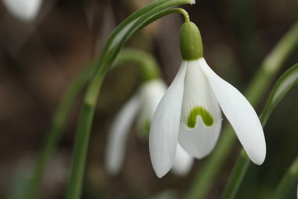 Spring Snowdrop Flowers Flora — Stockfoto