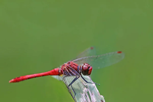 Macrosangre Rojo Darter Sympetrum Sanguineum — Foto de Stock