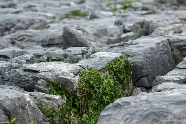 Paisagem Irlanda — Fotografia de Stock