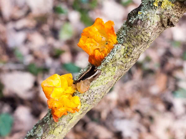 Nahaufnahme Pilz Waldzweig Tremella Mesenterica Retz Gelber Hirnpilz — Stockfoto