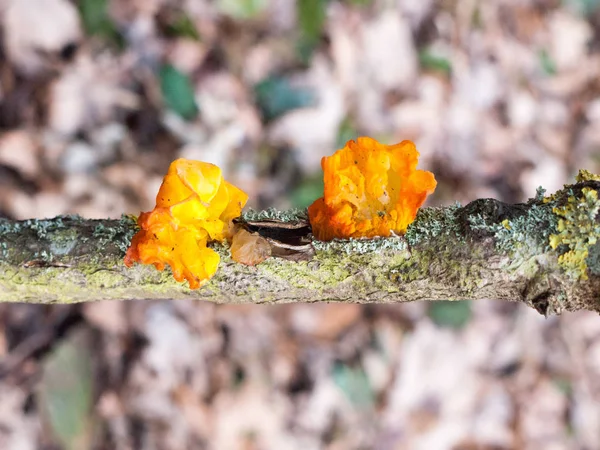 Close Fungus Woodland Branch Tremella Mesenterica Retz Yellow Brain Fungus — Stock Photo, Image