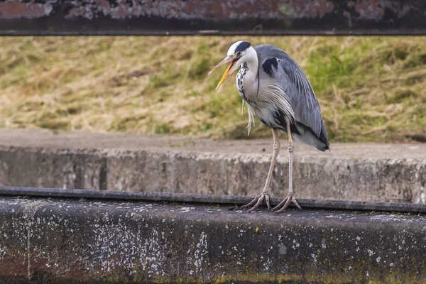 Ein Graureiher Auf Nahrungssuche Der Bienenpause — Stockfoto