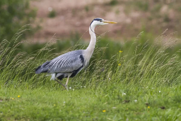 Una Garza Gris Busca Comida Rotura Del Beeder — Foto de Stock