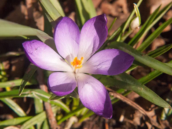 Красивый Фиолетовый Оранжевый Крокус Цветок Лесной Дно Весной Закрыть Макро — стоковое фото