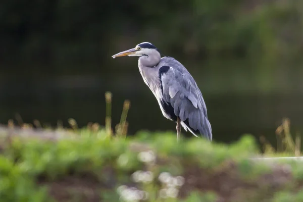 Gray Heron Search Food Beeder Break — Stock Photo, Image