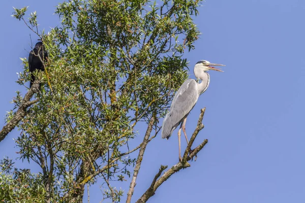 Una Garza Gris Busca Comida Rotura Del Beeder —  Fotos de Stock