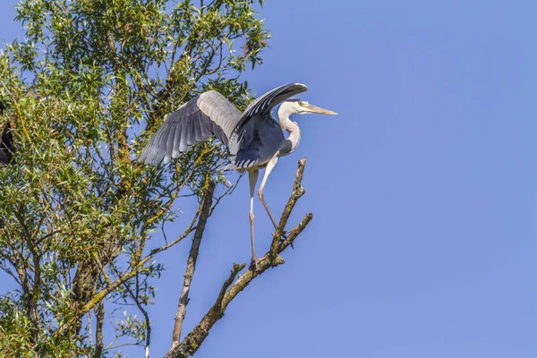 Gray Heron Search Food Beeder Break — Stock Photo, Image