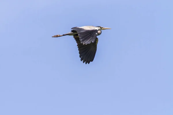 Gray Heron Search Food Beeder Break — Stock Photo, Image