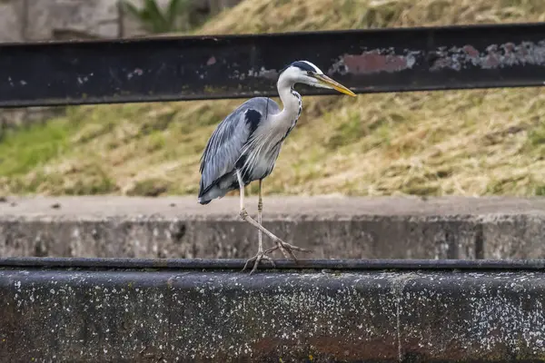 Ein Graureiher Auf Nahrungssuche Der Bienenpause — Stockfoto