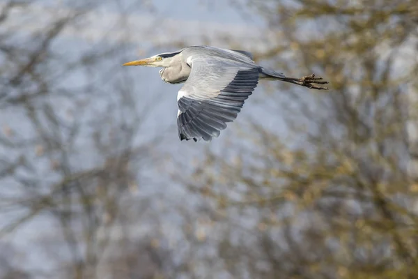 Una Garza Gris Busca Comida Rotura Del Beeder — Foto de Stock