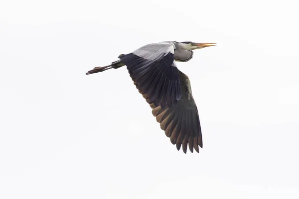 Una Garza Gris Busca Comida Rotura Del Beeder — Foto de Stock