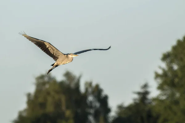 Heron Gri Căutarea Hranei Pauza Albine — Fotografie, imagine de stoc